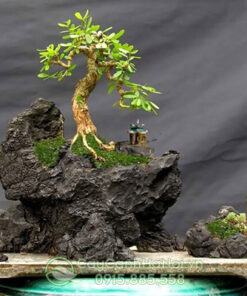 Tiểu cảnh mini bonsai
