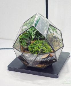 Tiểu cảnh mini terrarium đa giác