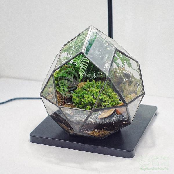 Tiểu cảnh mini terrarium đa giác