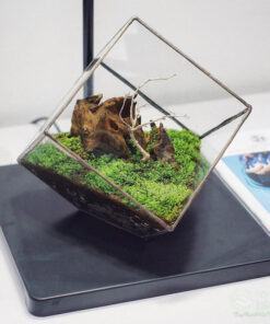 Tiểu cảnh mini terrarium chậu thủy tinh vuông