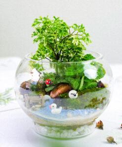 Tiểu cảnh mini Turrarium đẹp để bàn