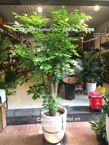 Cây Hạnh phúc ngày càng được nhiều người yêu thích bởi vẻ đẹp và ý nghĩa của cây