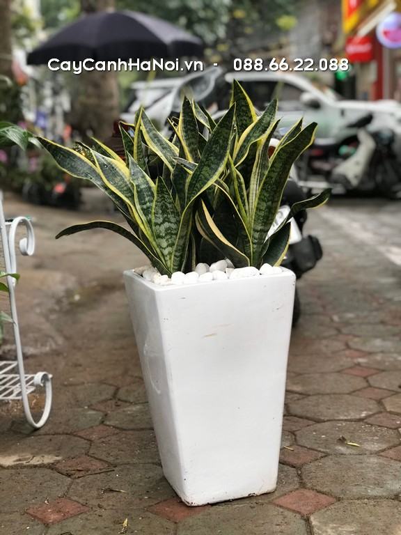Cây lưỡi hổ - Biểu trưng cho hạnh phúc từ điều giản đơn 5 Lưỡi hổ là cây có hình dáng đơn giản