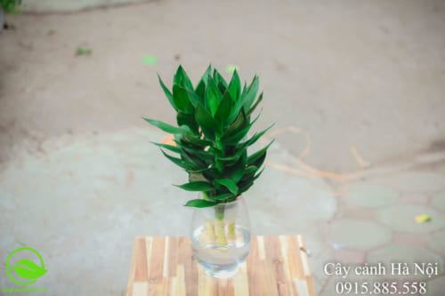 Cây Phát tài búp sen 4 Có hai cách nhân giống cho phát tài búp sen