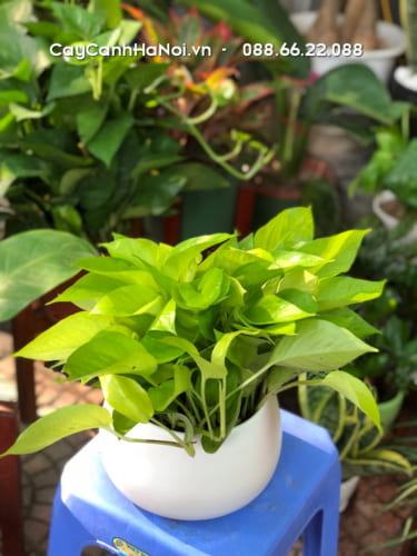 Cây trầu bà – Đặc điểm và ý nghĩa tuyệt vời của cây 4 Là cây trang trí được nhiều người yêu thích