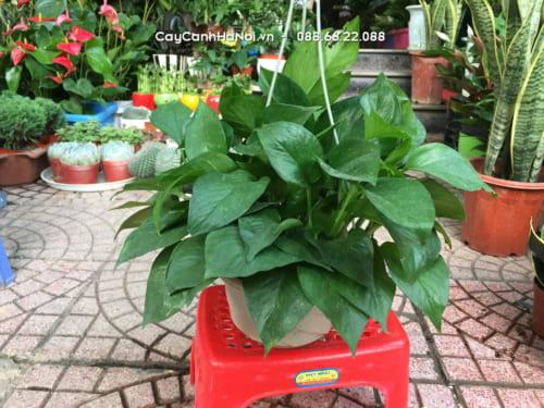 Cây trầu bà – Đặc điểm và ý nghĩa tuyệt vời của cây 5 Trầu bà là cây thân mềm, dạng leo