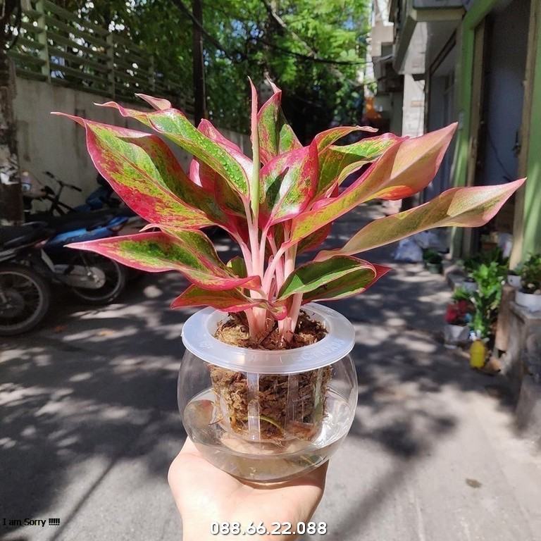 Cây Phú quý đỏ - Cây trồng thủy sinh đẹp 