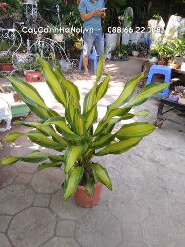 Cây Thiết Mộc Lan 14 Bón phân cho cây thiết mộc lan