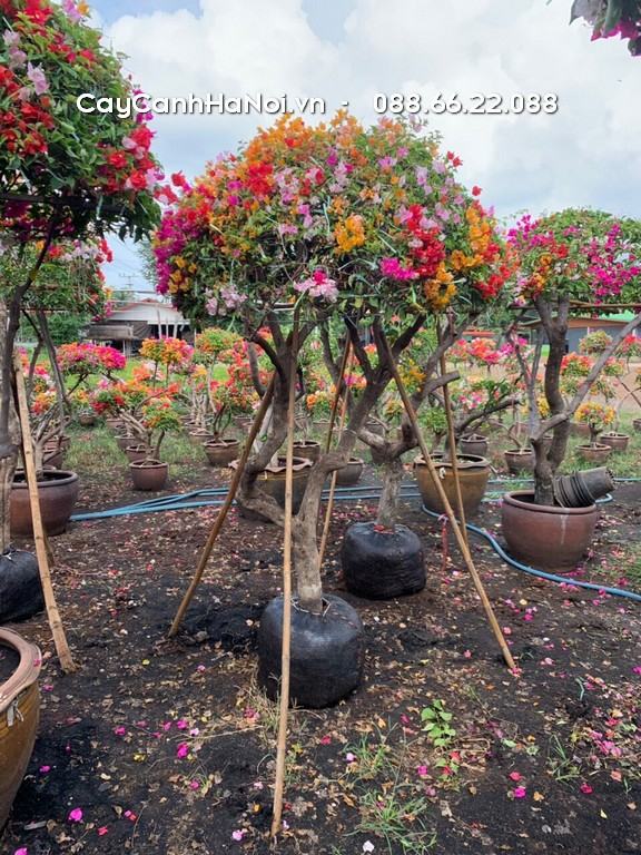 hoa giấy ngũ sắc