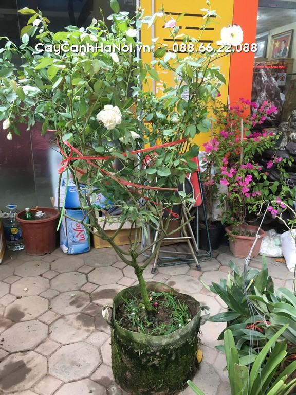 hoa hồng leo để ban công