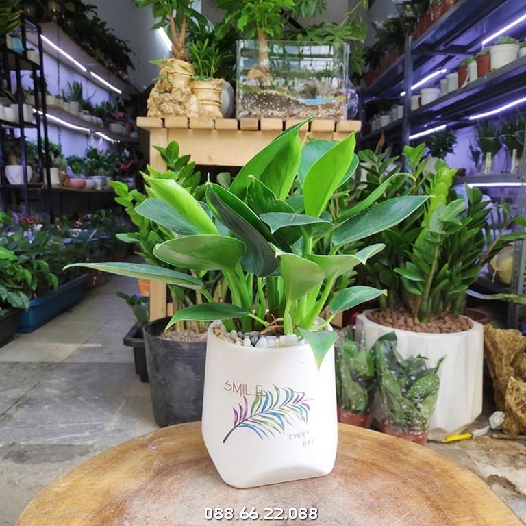 Trầu bà đế vương xanh - Một giống cây trầu bà trang trí không gian nội thất