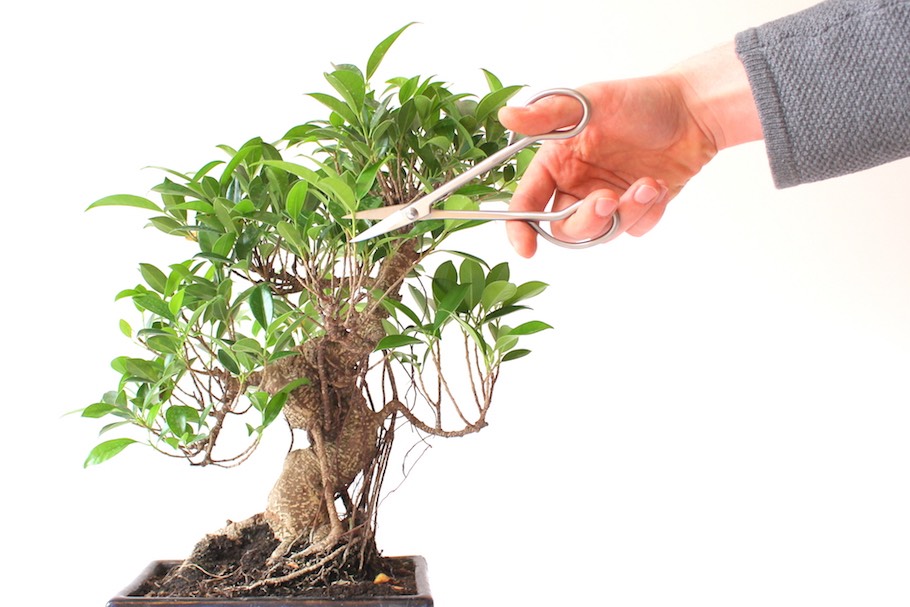 cat-tia-cay-canh-bonsai