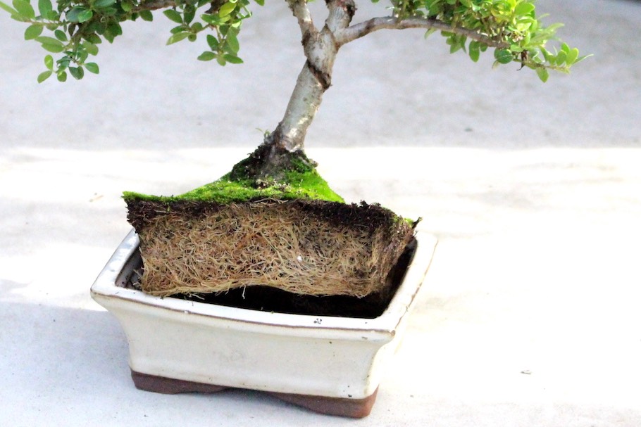 Rễ cây bonsai