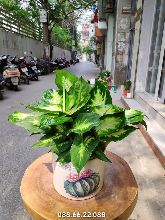 Trầu bà trắng - Một giống cây trầu bà trang trí không gian nội thất