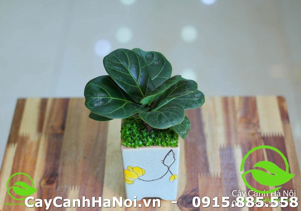 Mệnh Mộc Hợp Cây Gì Top 8 Loại Cây Hợp Phong Thủy Cho Người Mệnh Mộc