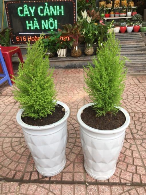 Mệnh Mộc Hợp Cây Gì Top 8 Loại Cây Hợp Phong Thủy Cho Người Mệnh Mộc