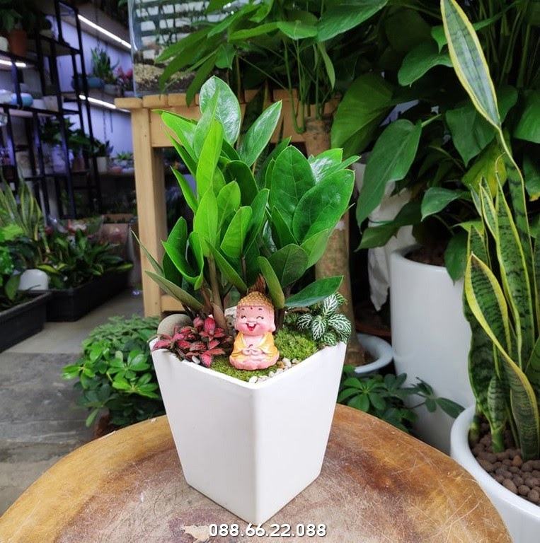 Mệnh Mộc Hợp Cây Gì Top 8 Loại Cây Hợp Phong Thủy Cho Người Mệnh Mộc