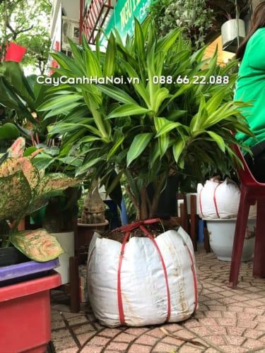 Cây trúc bách hợp - Ý nghĩa phong thủy 5 trúc bách hợp
