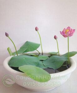 Cây hoa sen mini có nguồn gốc từ Nhật Bản