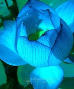 Cây hoa sen mini nhật màu xanh