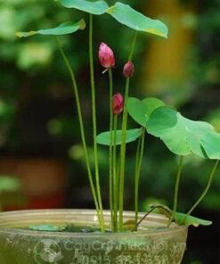 Hoa sen mini hồng Nhật Bản trồng chậu xi măng