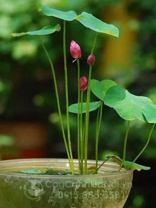 Hoa sen mini hồng Nhật Bản trồng chậu xi măng