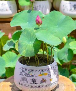 Hoa sen nhật mini hồng trồng chậu để bàn