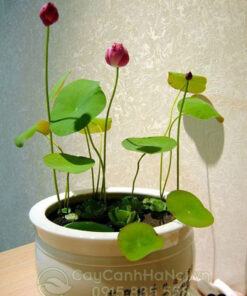 Hoa sen mini Nhật Bản trồng chậu trang trí phòng khách