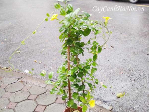 Cây Hoàng Thảo giống