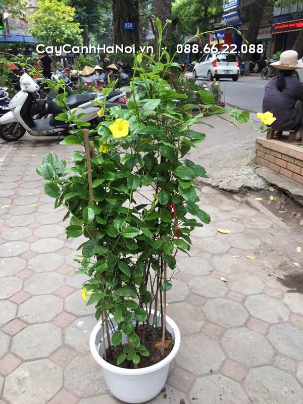 Cây hoàng thảo - cây quỳnh anh