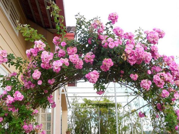Cây hồng leo trồng vòm cổng
