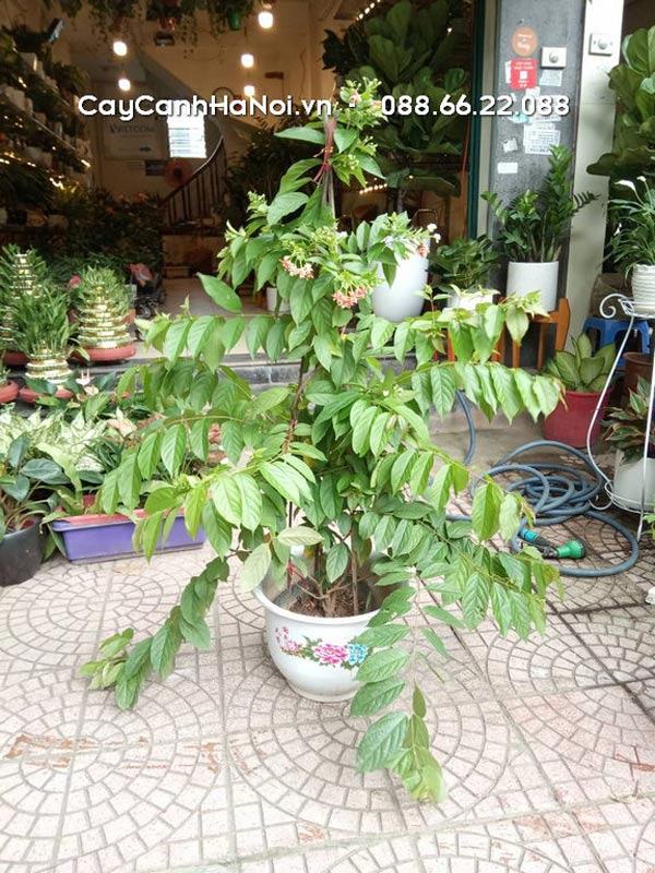 Hoa giun trồng ban công hướng tây