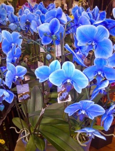Hoa lan hồ điệp màu xanh: Hoa lan hồ điệp màu xanh tươi sáng và quý phái. Với vẻ đẹp thiên nhiên, hoa lan hồ điệp màu xanh trở thành tâm điểm của bất kỳ không gian nào. Bạn sẽ không hối tiếc khi đến và chiêm ngưỡng tuyệt tác hoa này.