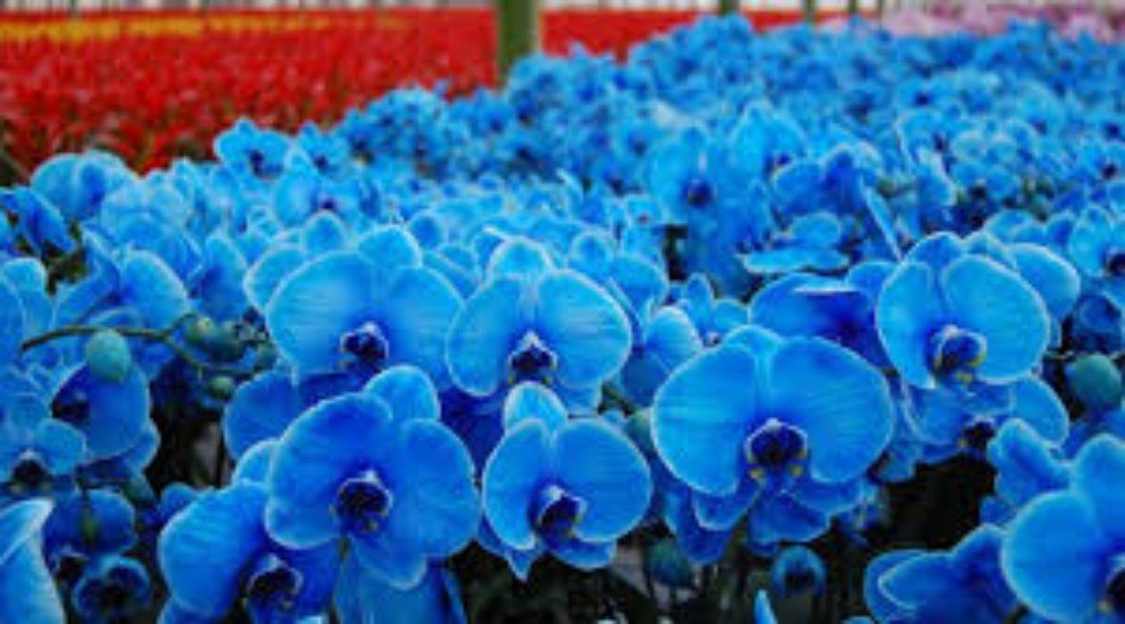 Hoa Lan Hồ điệp Màu Xanh - Phong lan xanh:
Hoa Lan Hồ điệp Màu Xanh là một trong những loại phong lan được yêu thích nhất trên thế giới. Với màu xanh tươi mát và hương thơm quyến rũ, hoa lan này đã trở thành biểu tượng của sự thanh lịch và tinh tế. Nếu bạn muốn tìm kiếm một loại hoa lan đặc biệt, hãy chọn Hoa Lan Hồ điệp Màu Xanh để tận hưởng sự độc đáo và tinh tế của phong lan.