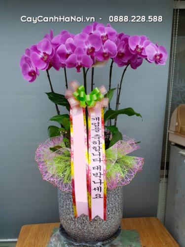 Hoa lan hồ điệp tặng khai trương theo phong cách Hàn