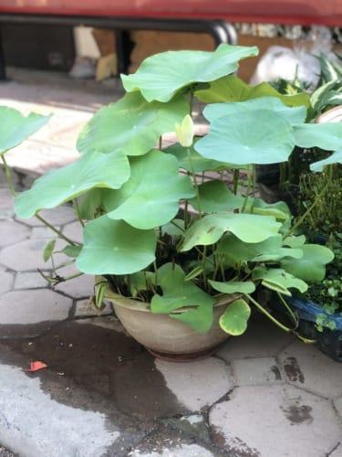 hoa sen mini nhật