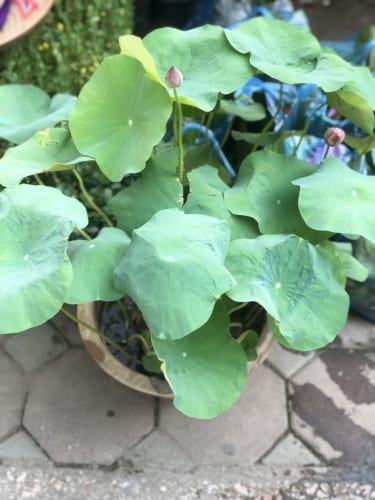 hoa sen mini nhật