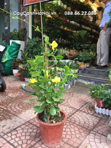Top 8 cây chịu nắng mùa hè tốt bạn nên trồng trong nhà 10 Huỳnh Anh loài hoa sắc vàng quyến rũ
