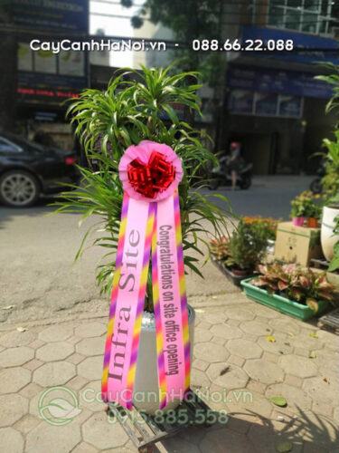 Cây đại lộc trồng chậu sứ gắn ruy băng khai trương Hàn Quốc