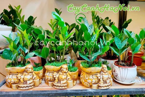 Cây kim tiền quà tặng khai trương luôn được săn đón 52 Cây kim tiền để bàn làm quà tặng
