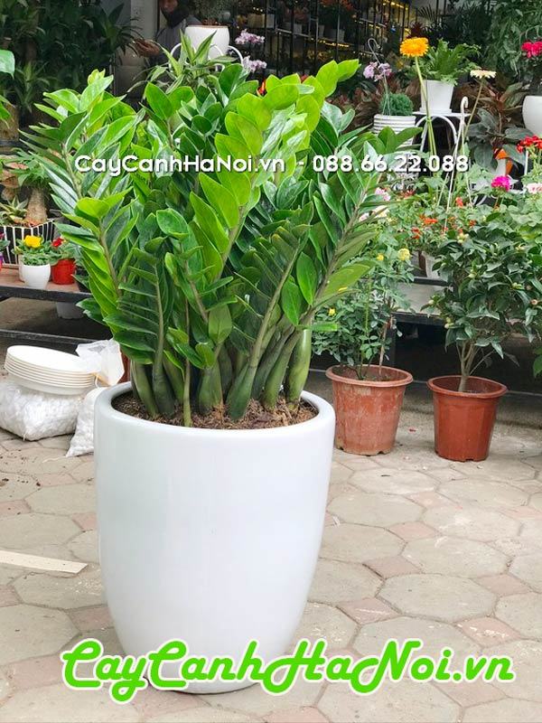 Cây kim tiền quà tặng khai trương luôn được săn đón 69 Chọn cây kim tiền làm quà tặng