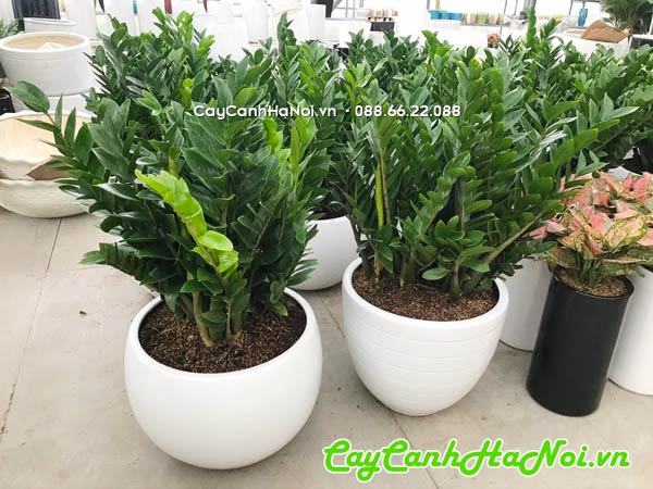 Cây kim tiền quà tặng khai trương luôn được săn đón 70 Chọn cây kim phát tài làm quà tặng