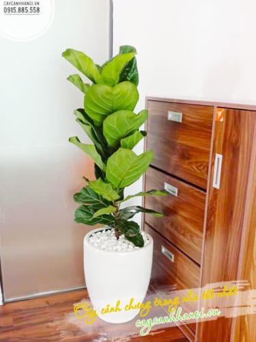 Cây bàng singapore trồng nội thất