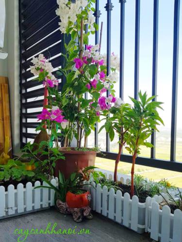 Tổng hợp 10 loại ban công chung cư nên trồng hoa gì đẹp và bền vững