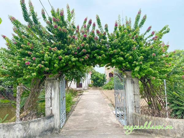Cây hoa giấy trồng vòm cổng