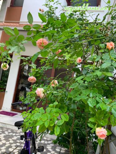 Cây hoa hồng ngoại leo giàn trong sân vườn