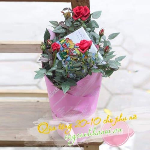 Cây hoa hồng quà tặng 20-10