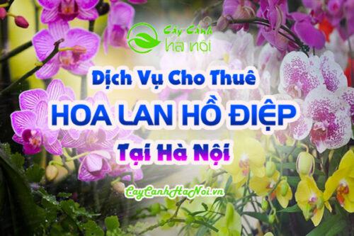 Dịch vụ cho thuê hoa lan hồ điệp tại Hà Nội