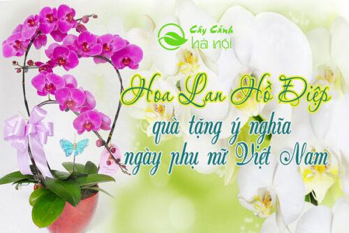 Hoa lan hồ điệp quà tặng ngày phụ nữ Việt Nam