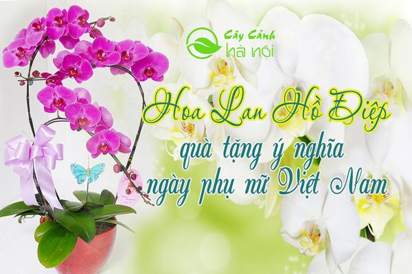 Hoa lan hồ điệp quà tặng ngày phụ nữ Việt Nam
